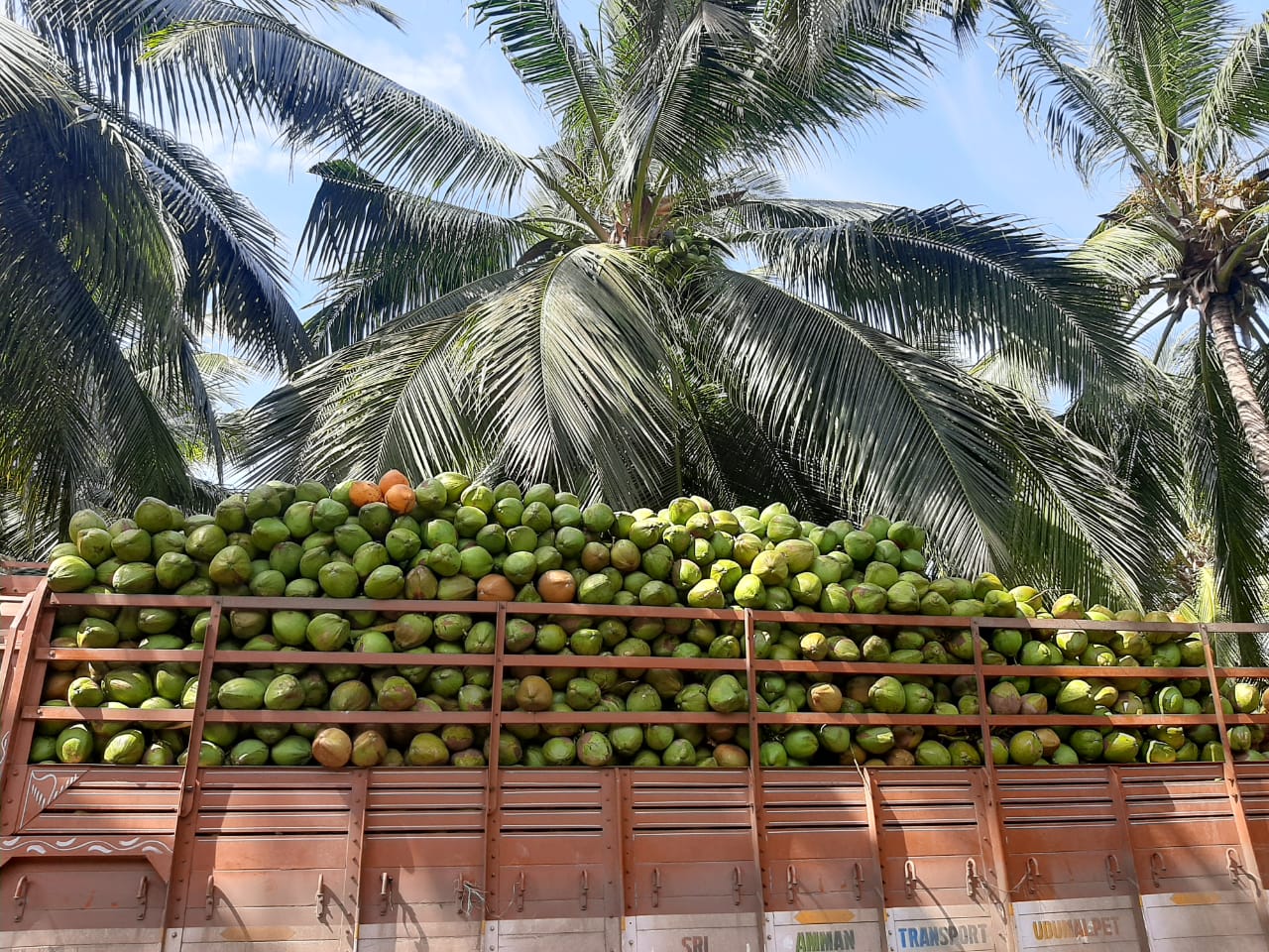 Tender Coconut
