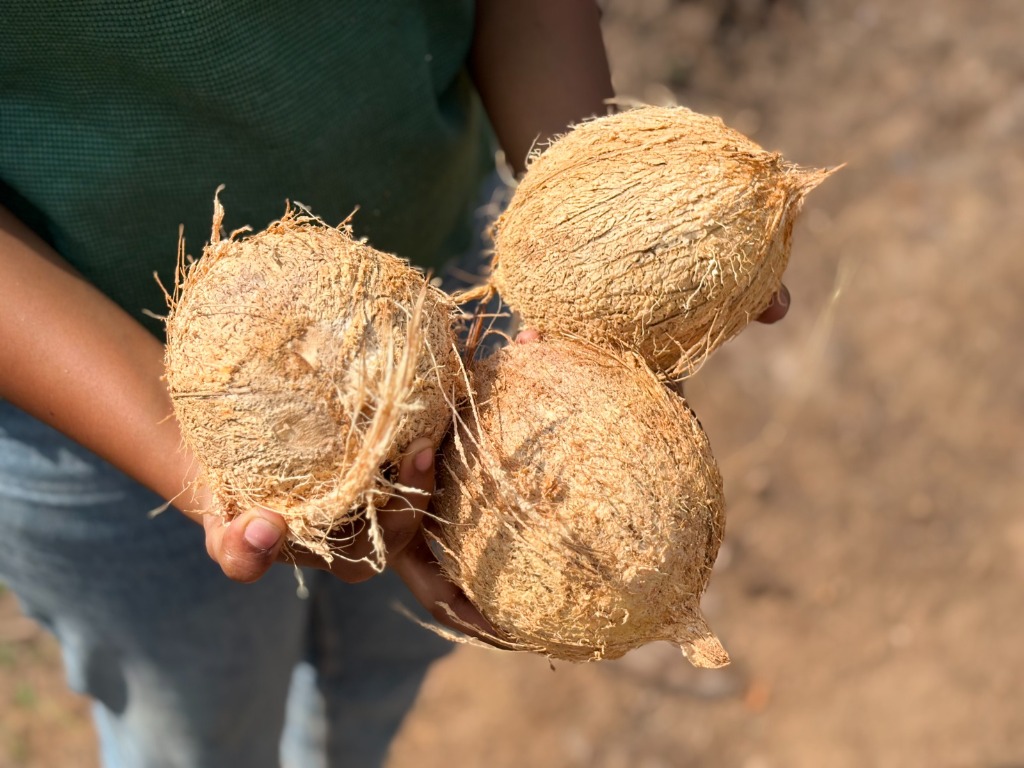Husked Coconuts
